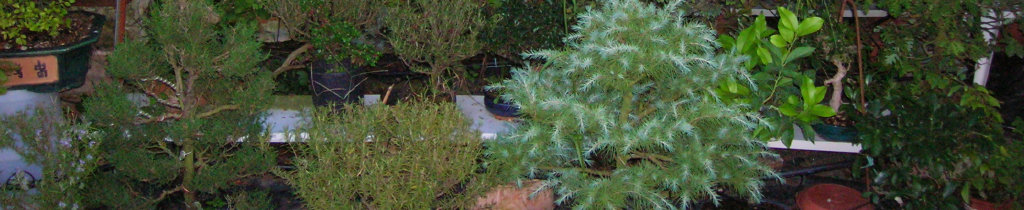 2011modellismoebonsai006002.jpg